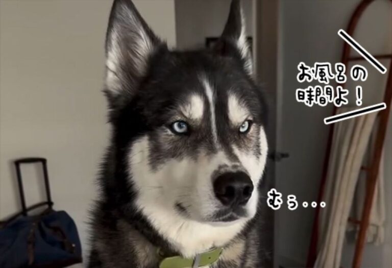 お風呂ギライなハスキー。無駄な抵抗とわかっていても大騒ぎでカオス状態に