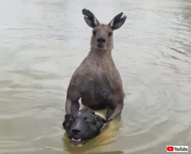 愛犬がカンガルーに水中でヘッドロックをかまされ、飼い主が飛び込んでガチバトル？