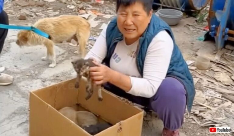 食うや食わずで4匹の子を世話していた野良犬は、子猫の面倒まで見ていた！