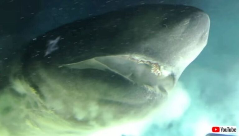 巨大な深海サメ「カグラザメ」が口を開けて潜水艇に超絶接近する恐怖の瞬間