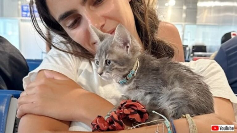 ギリシャで休暇中の女性が、海に飛び込み子猫を救助。アメリカに連れ帰り家族の一員に