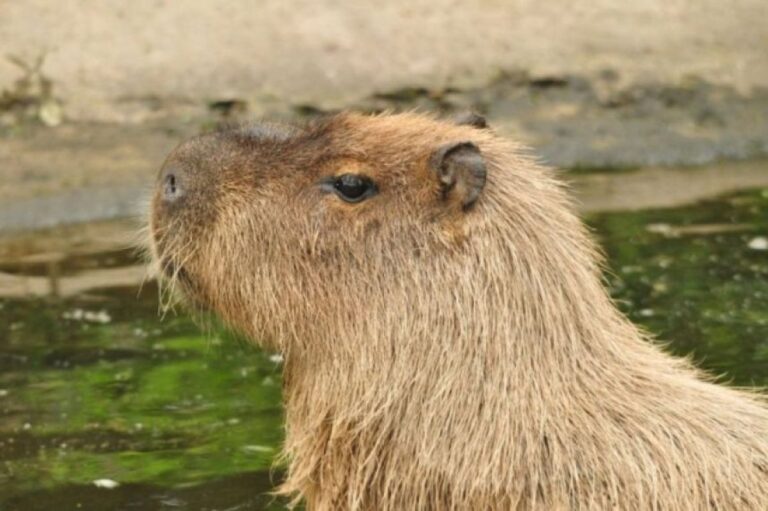 イギリスの動物園から脱走したカピバラ、ようやく発見するも、幸せそうなので捜索を一時中断