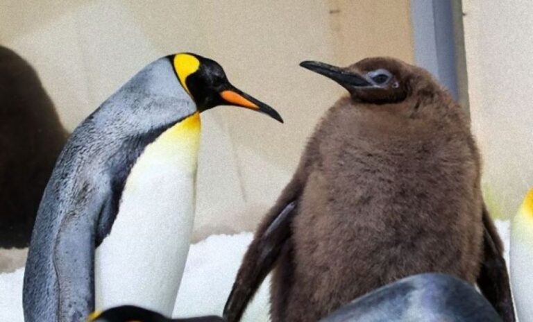 親よりもおおきい！ヒナなのに巨大すぎるキングペンギンに世界が注目