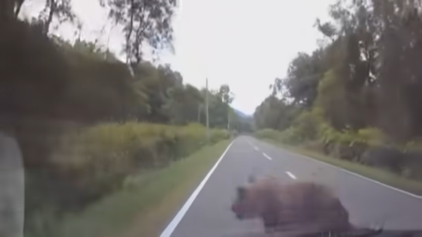 【動画】北海道のクマさん、それなりのスピードを出していた乗用車に衝突 → 結果…