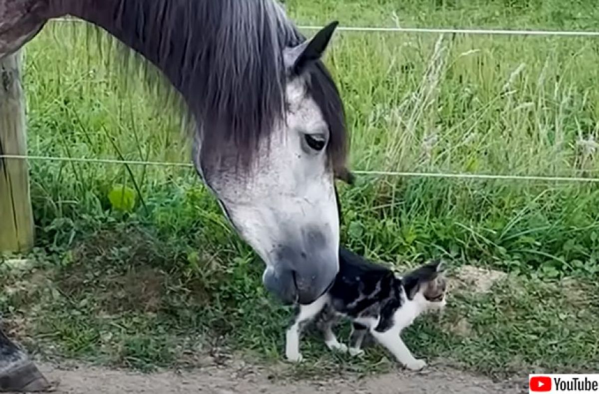 救助された馬が助けを必要としている野良の子猫を仲間に迎え入れ、家族になるまでの物語