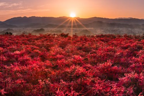 彼岸花の絶景が広がる奈良県の有名観光地、あまりにもマナーの悪い人達に耐えかね胸糞な展開に・・・