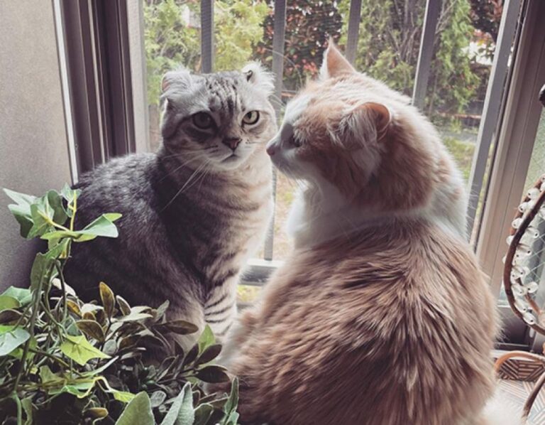 なぜ猫は閉まっているドアが嫌いなのか？動物行動学者が説明