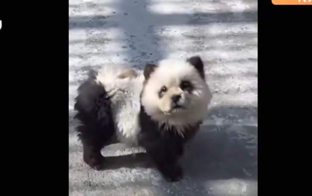 【動画あり】中国の動物園、ニセパンダを展示し物議に　チャウチャウを染め「ワン」と吠える