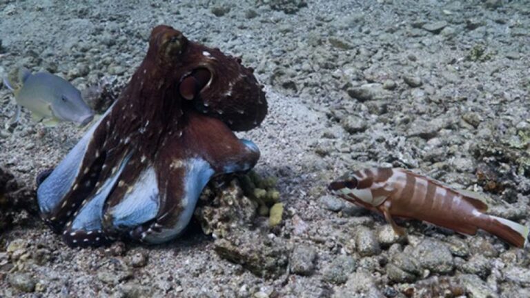 やはりタコと魚はチームを組んで狩りをしていた。効率を上げるためタコがパンチすることも