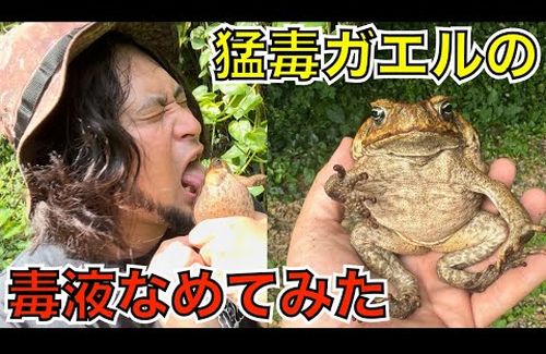 【動画】ユーチューバーさん「猛毒ガエルの体液を直接舌で舐めてみた」　→　30分後、口に異常が発生してとんでもないことに…うわあああああ