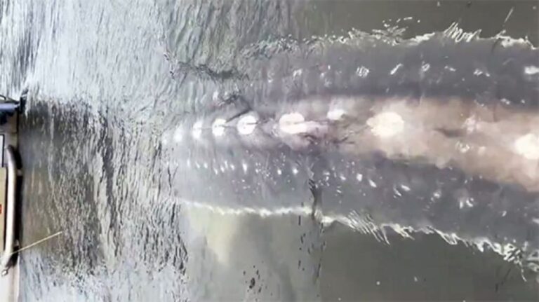 ボートに迫りくる巨大な影、現世を生きる恐竜めいた生物の正体は？