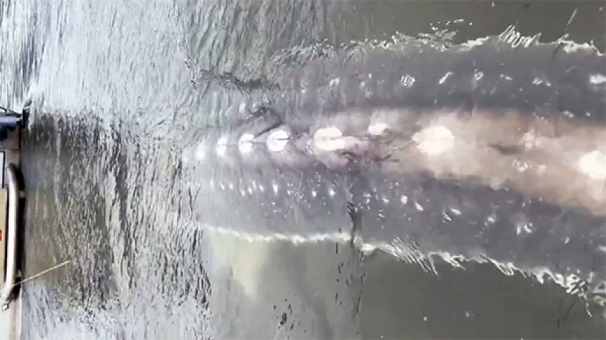 ボートに迫りくる巨大な影、現世を生きる恐竜めいた生物の正体は？