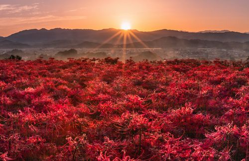 【胸糞】奈良県にある「言葉を失うほど美しい」と絶賛の『彼岸花の絨毯』　→　最悪の理由で二度と見られなくなってしまう…