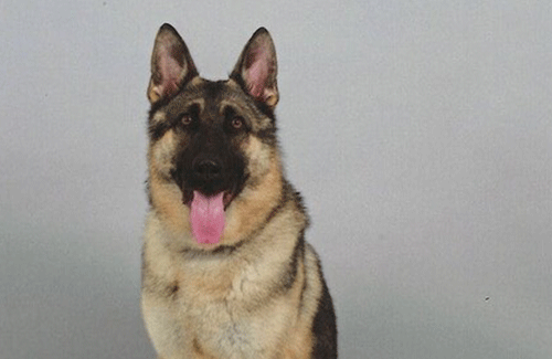 【すげぇ】警察「認知症で行方不明になった女性の行方がわかんねぇ…」 警備犬「あの山の中におるわ。こっちやで」 → 30分で即発見