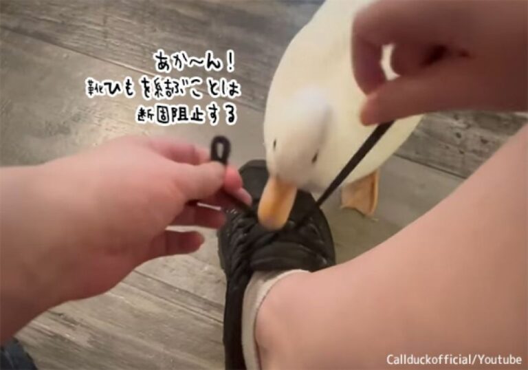 それを結んだらあか～ん！靴ひもを結ぼうとすると邪魔しに来るアヒル