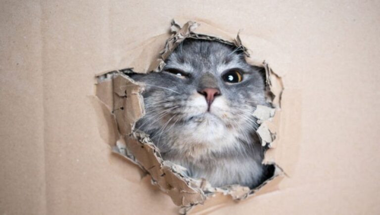 猫は狭い隙間を潜り抜けられるが、高さはわかっても幅がわからないことがある