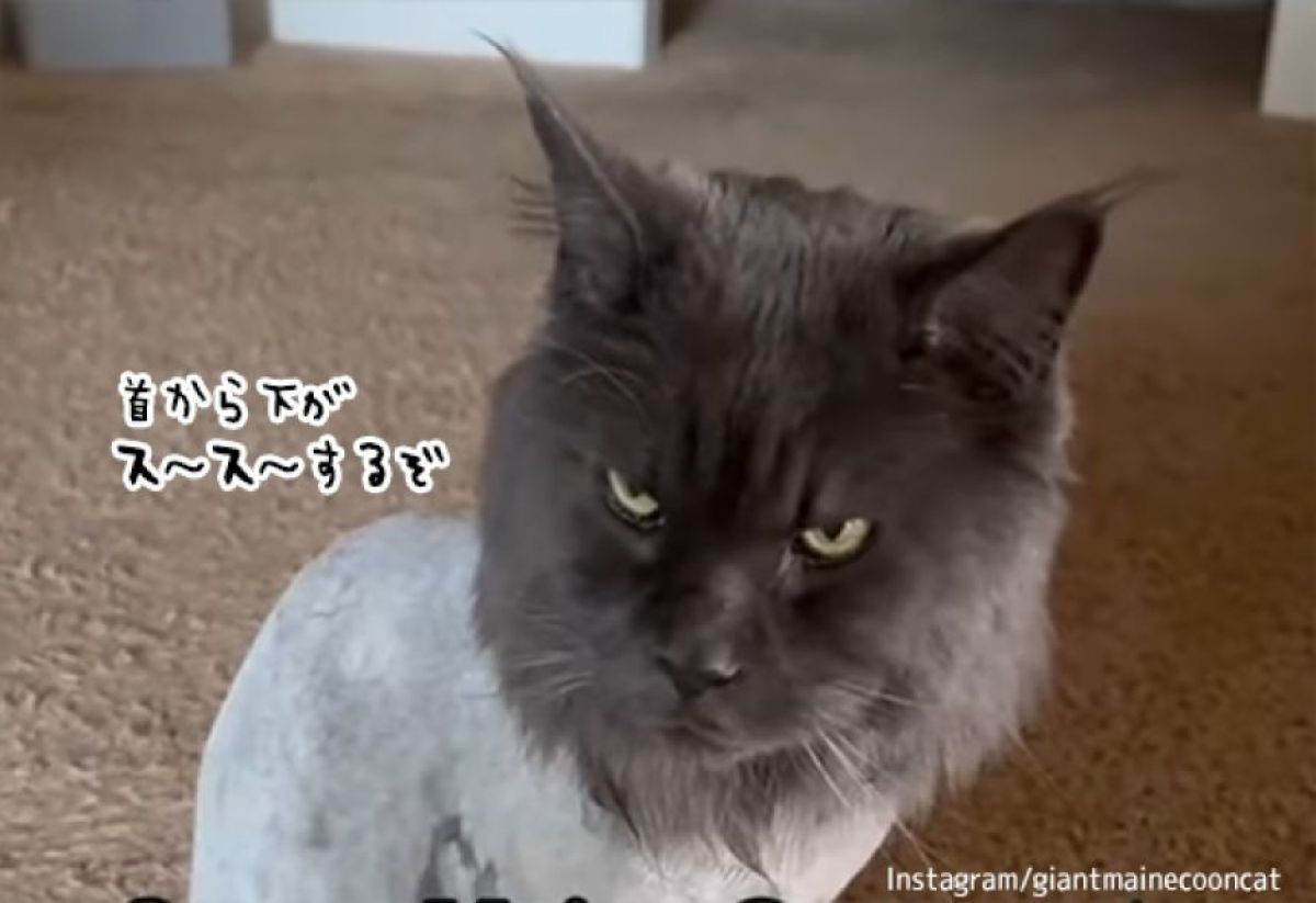 キリっとした表情のメインクーンだが、首から下はサマーカットでかっこよく決まらない