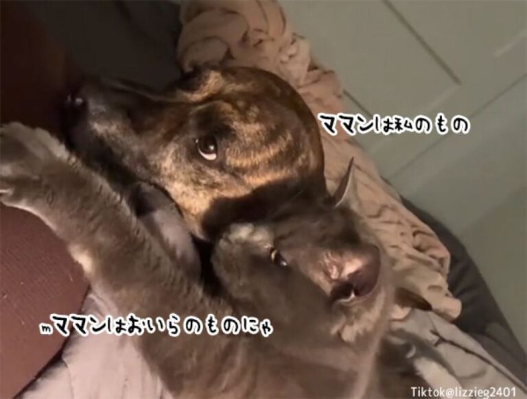 うらやまけしからん光景。ママンを取り合う犬と猫