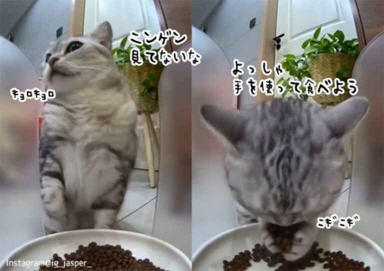本当に猫？ニンゲンが見ていないことを確認し、前脚を器用に使って餌を食べる猫
