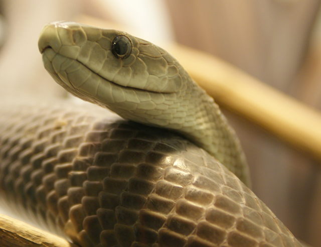 淡々と画像を貼っていくスレ 危険な動物毒・植物毒編