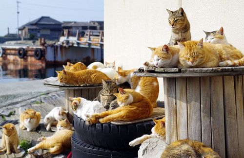【ガチでヤバい】「実を言うと『猫の島・青島』はもうダメです。間もなく◯◯◯◯します。それが終わりの合図です」