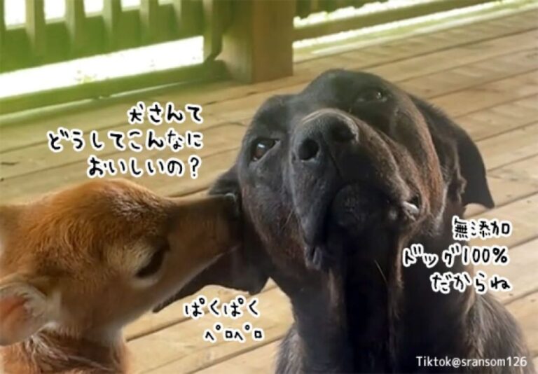 犬がいとおしすぎて、そしておいしすぎて、舐めくりまわす子鹿がいる風景
