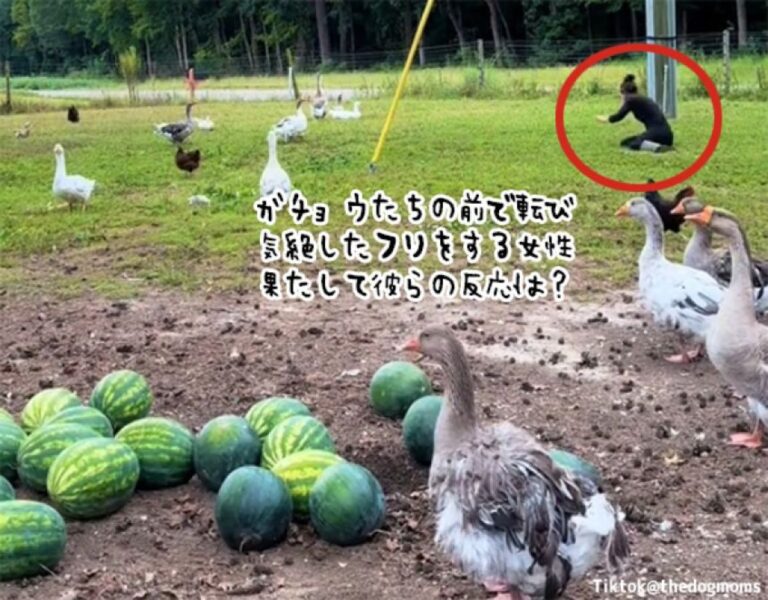 ガチョウたちの前で突然倒れて気絶するふりをした飼い主。果たして彼らの反応は？
