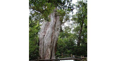 3000年の歴史がある屋久島の「弥生杉」、台風10号によって折れてしまう…