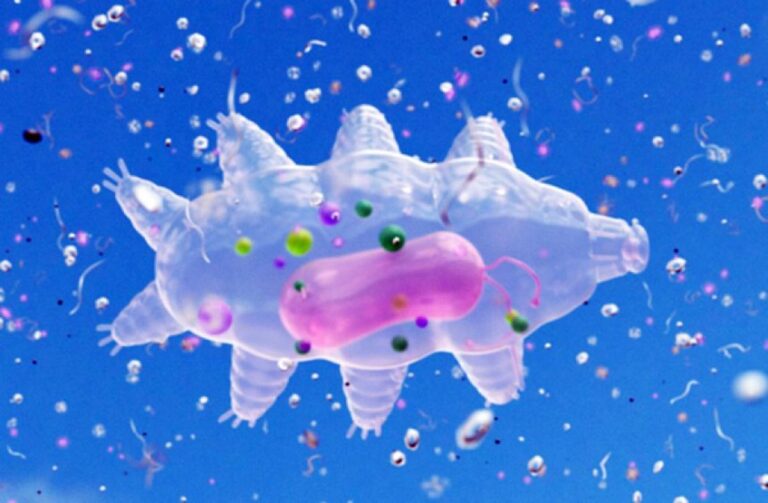 クマムシの最強伝説がまた1つ。マイクロプラスチックに対する圧倒的回避能力を持っていた