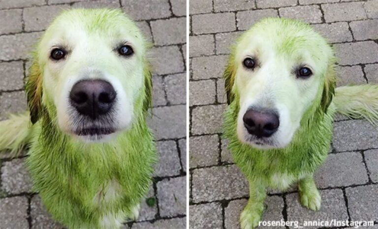 どうしてこうなった?ゴールデンレトリバーがグリンチに変貌！