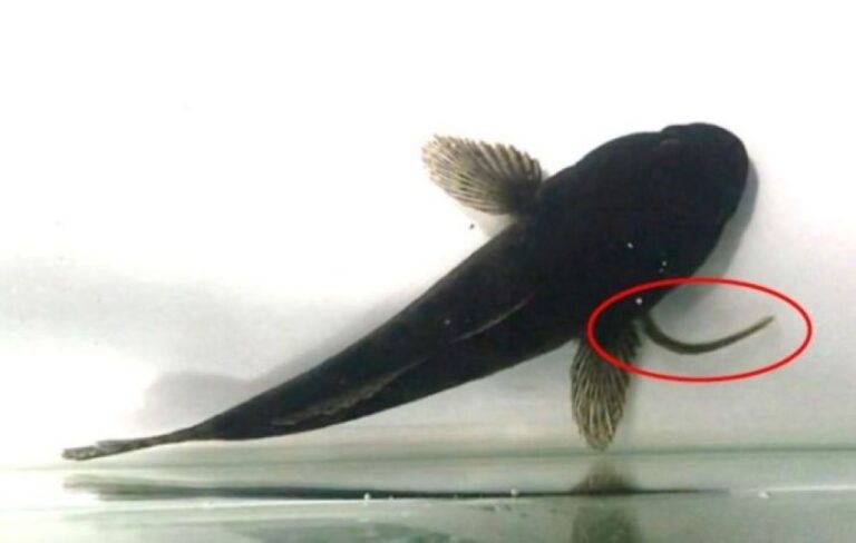 諦めない心。ニホンウナギの稚魚は捕食者に飲み込まれても消化管をさかのぼりエラから脱出する