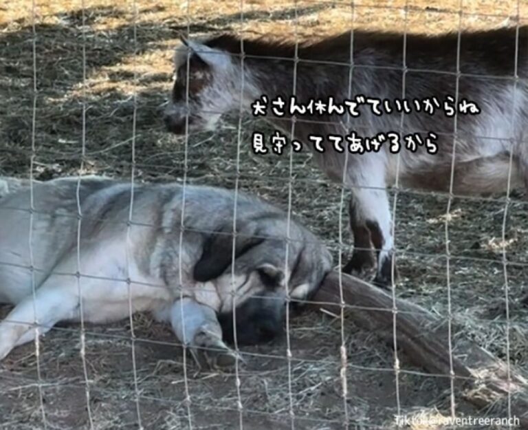 いつも守ってくれる犬が疲れて横になっていると、逆に見守ろうとするヤギ