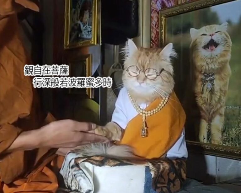 猫が仏教の道に進んだようだ。僧侶の説法に耳を傾け、悟りを開いた猫