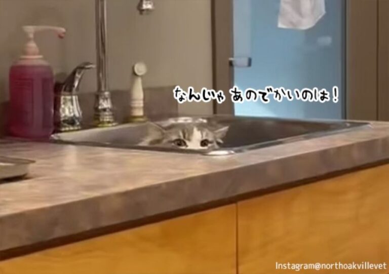 動物病院常駐の猫、巨大な犬の登場にシンクにすっと身をひそめる