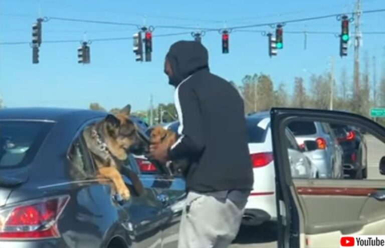 こんな赤信号ならずっと待てる。子犬を連れ出し隣の車の犬に引き合わせる男性