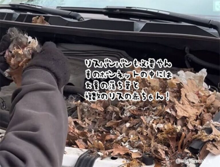リスもバンバン。車のボンネットの中には大量の落ち葉とリスの赤ちゃんズ！
