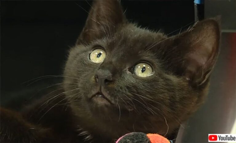 捜索救助隊の車両に猫が入り込んだまま高速道路を走行。救助後保安官の家族に