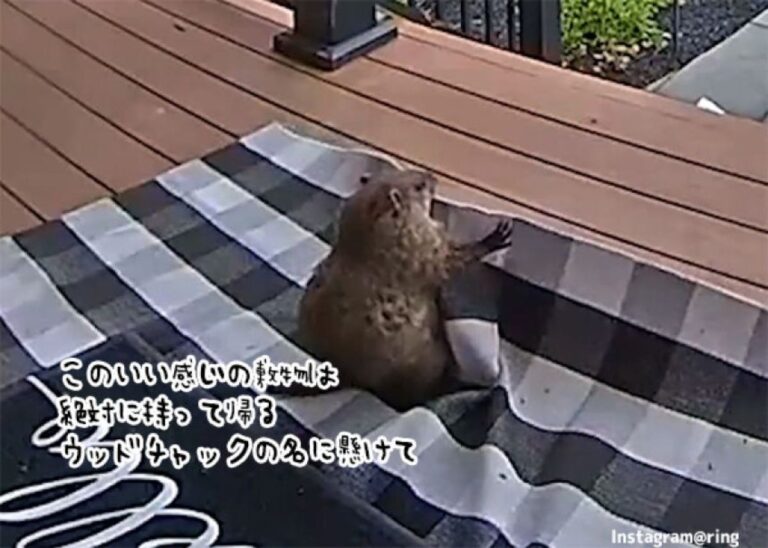 んしょ、こらしょ！玄関の敷物を盗み出そうとしていたのはウッドチャックだった！