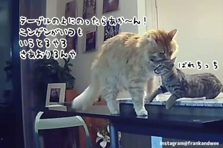 子猫に家のマナーを教える先住猫。テーブルに乗った猫を口にくわえてやさしく降ろす