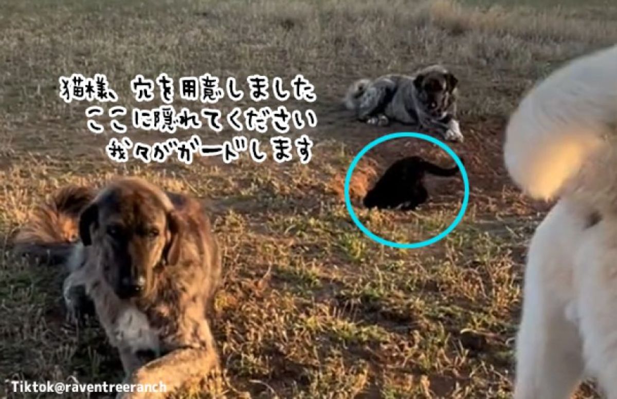 全ては猫さまの為。穴を掘って猫に入ってもらい周辺を警護する犬のガードマン部隊