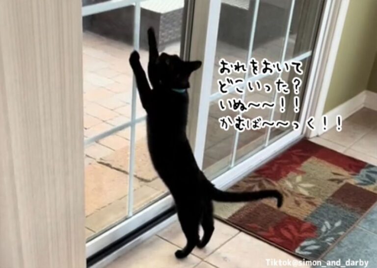 おいらを置いていくだと？犬が散歩に出かけるだけでドラマチックな反応を見せる猫