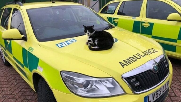 ロンドンの消防署で16年間飼われていた保護猫に立ち退き命令、多くの署名で救われる