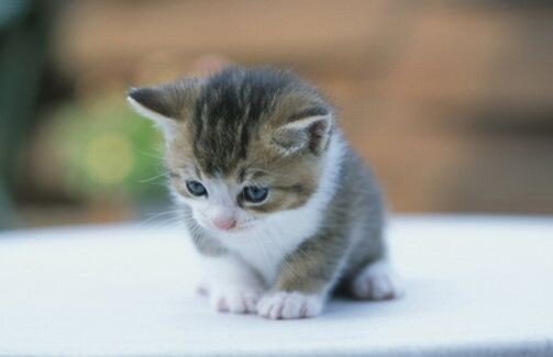 愛猫を獣医の検診に連れていったら「肺と心臓の音がはっきりと聞こえません」と医師に言われた　→　飼い猫が青くなって理由を聞いたら、あまりにもまさかすぎる内容だった…