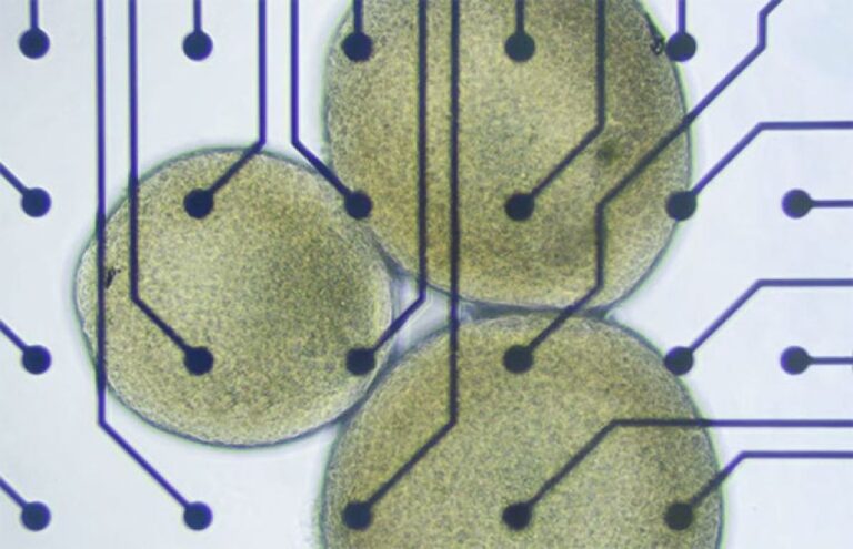 人間の幹細胞から作ったミニ脳が、仮想現実内の蝶をコントロールすることに成功