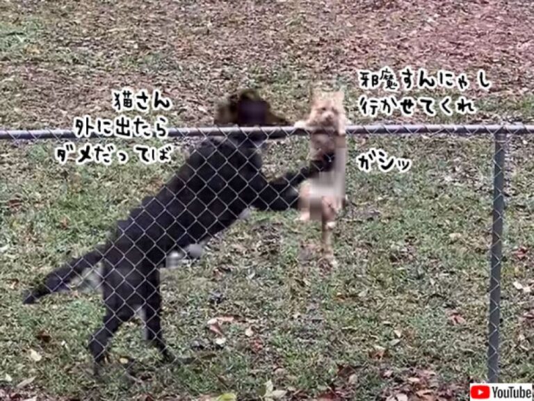 止めるにゃ、行かせてくれぃ！庭のフェンスから脱出しようとする猫を断固阻止する犬