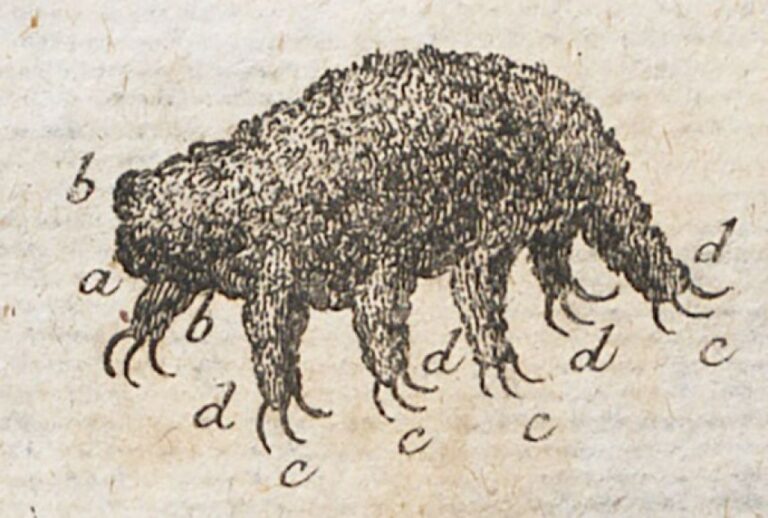約250年前、記録されている中で世界初となるクマムシの絵