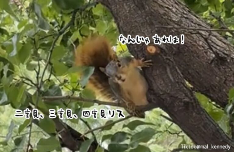 あれが化け物というやつか！？リスがその時目撃したものとは？