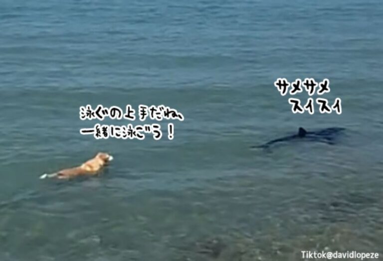 「あの子泳ぐの上手！」犬が仲間になりたくて近づいていった相手はなんとサメだった！