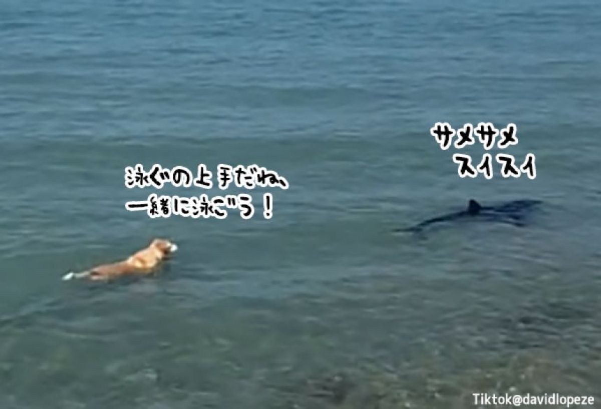 「あの子泳ぐの上手！」犬が仲間になりたくて近づいていった相手はなんとサメだった！
