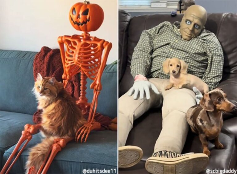 ハロウィンの時期、猫や犬は骸骨やゾンビと親睦を深めている